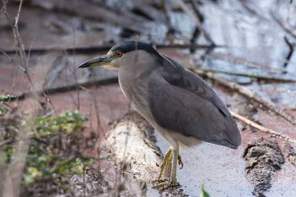 Pájaro Marino Del Caspio Tern Equilibrado Estable Una Pierna Orilla —  Fotos de Stock