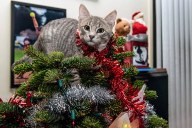 Gümüş ve gri tabby yavru kedi Noel ağacının tepesine tırmanma sırasında çelenk içinde karışık.