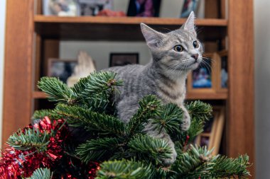 Rahatça dinleniyor Noel ağacı üstüne gümüş ve gri tabby yavru kedi.