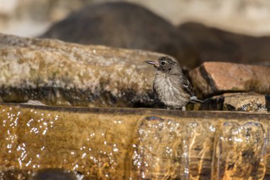 Islak ve renkli daha az saka kuşu kuş suda ayakta orada akışı hijyen korumak yıkanırken.