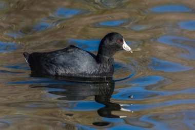 Black American Coot bird swims along pond surface as reflection skims the water ripples. clipart