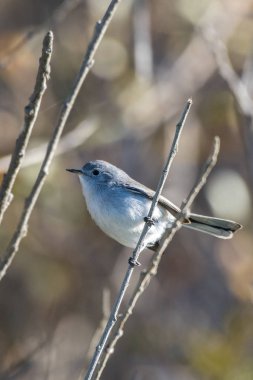 Küçük mavi gri Gnatcatcher kuş onun şube levrek için sabah yemek yiyecek arama yaparken sıkı bir şekilde asılı.