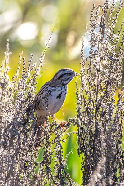 Adorável Casa Finch Aperta Ramos Seu Poleiro Extensamente Enquanto Come — Fotografia de Stock