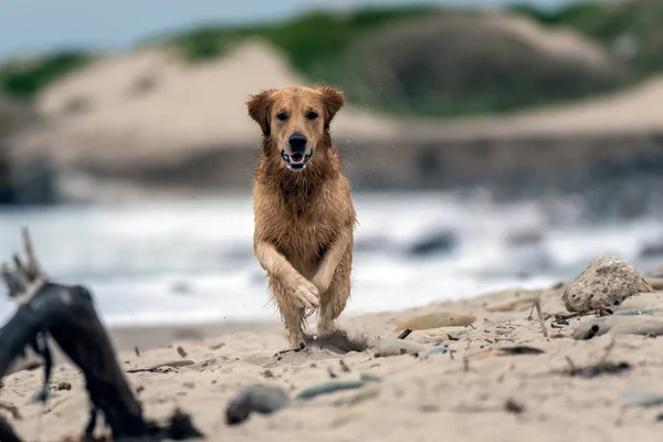 Taatkâr Golden Retriever Köpek Yarışları Hız Vasıl Belgili Tanımlık Kıyı — Stok fotoğraf