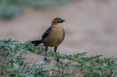 Female Great Tailed Grackle bird perched on mound of sand while looking in distance to right. clipart