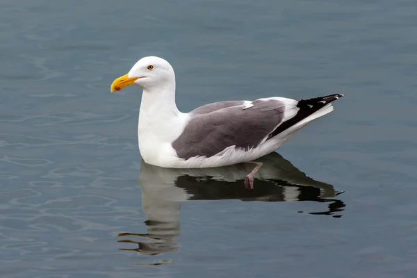 Mewa Bieżąco Alert Oczy Podczas Pływania Powierzchni Oceanu Jego Refleksji — Zdjęcie stockowe