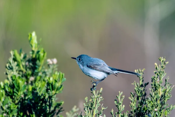 Calliste Gris Bleu Thraupis Episcopus Bel Oiseau Coloré