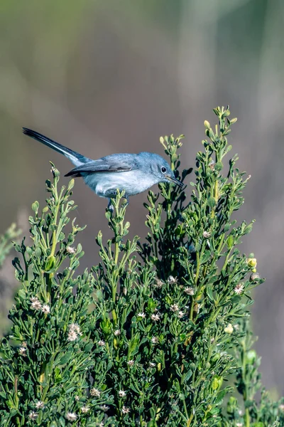 Små Och Bedårande Blå Grå Myggsnappare Fågel Balanserad Medan Med — Stockfoto