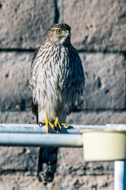 Mahallede bir yırtıcı kuş.