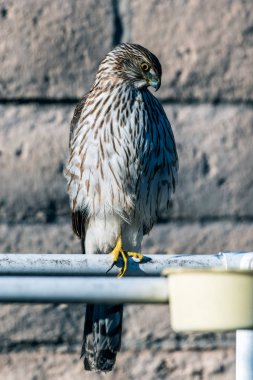 Mahallede bir yırtıcı kuş.