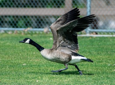 Kentsel alan yaban hayatı ile kombine.