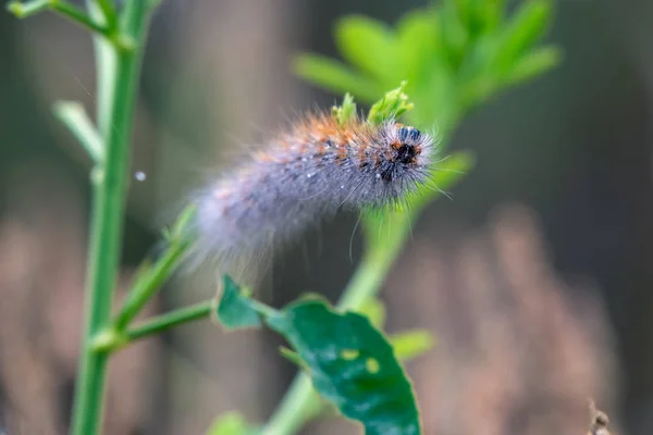 Alimentación de flora de bajo nivel . — Foto de Stock