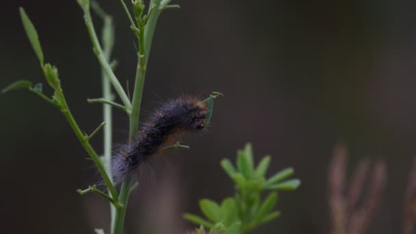 Manliga Fox Moth Caterpillar Utfodring Bladen Kustnära Vegetation Med Daggdroppar — Stockvideo