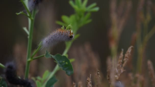 Róka Moly Caterpillar Táplálkozó Levelek Parti Növényzet Harmat Csepp Szőrös — Stock videók