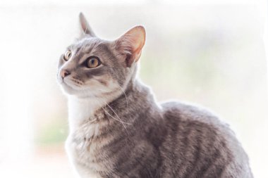 Parlak güneş ışığı altında küçük kedi.