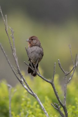 En iyi görüş alanına sahip bir pozisyonda oturmak.