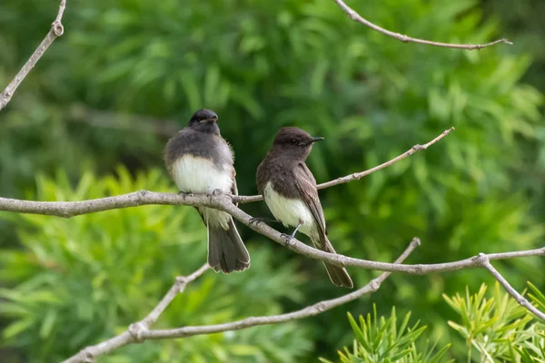 Ein weiterer Überlebenstag im Park. — Stockfoto