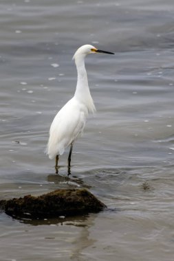 Batı sahilinde hayatta kalan bir gün daha.