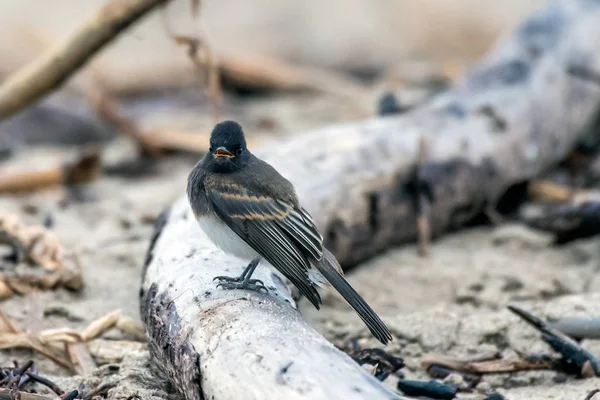 Small bird finding comfort on sandy wood.