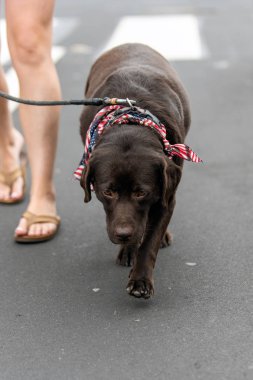 Dört bacaklı arkadaş geçit töreninde yürüyor.