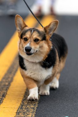 Dört bacaklı arkadaş geçit töreninde yürüyor.