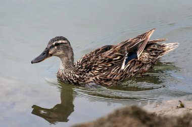 Deniz kuşunda ıslak tüyler.