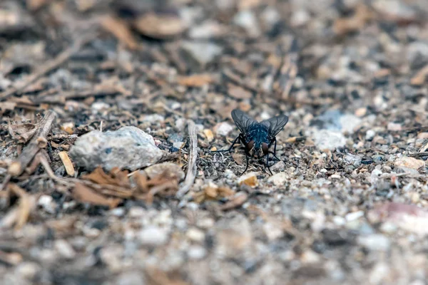 Riesige Schädlinge sind im Sommer aktiv. — Stockfoto