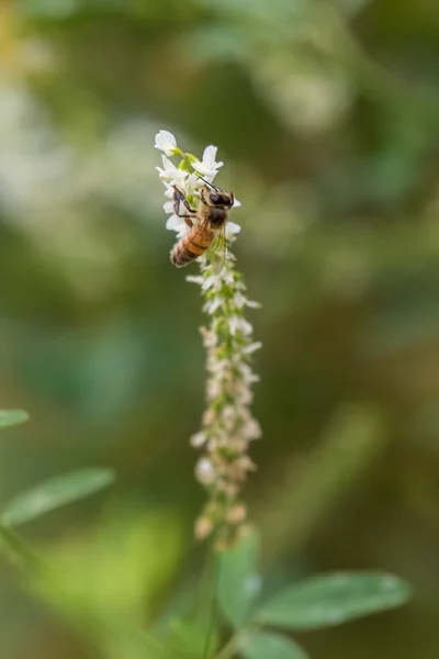 Stěhování z květu na květinu pro reprodukci. — Stock fotografie