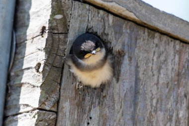 Evin dışına bakan minik yüz.