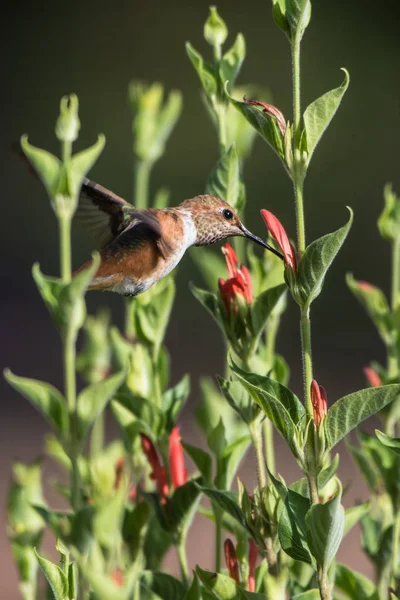 A vadvirágok és a táplálkozás között. — Stock Fotó