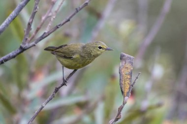 Mümkün olduğunca uzağa ulaşmak.