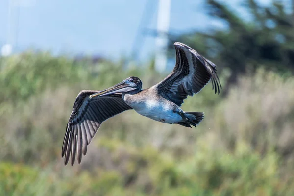 Μεγάλο θαλάσσιο πουλί κερδίζει υψόμετρο. — Φωτογραφία Αρχείου