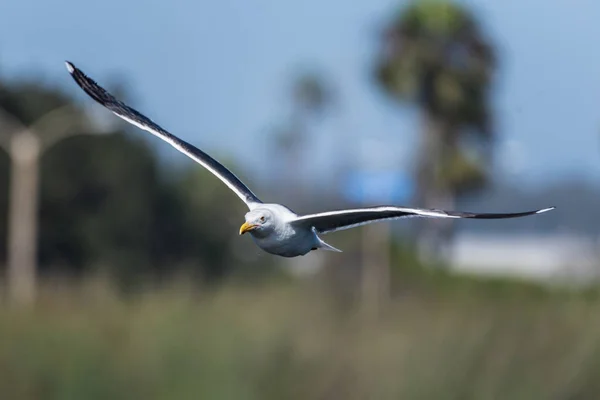 Stor marin fågel som vinner höjd. — Stockfoto