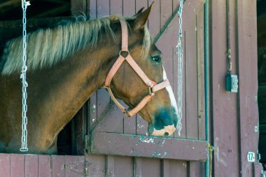 İlçe fuar gösterisi hayvanlar bir mola.