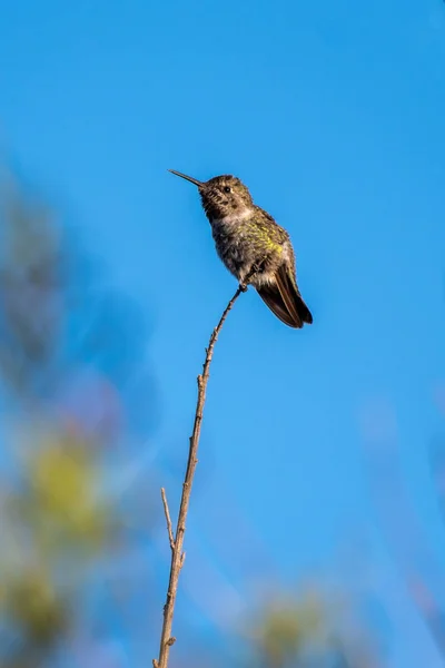 Stagione estiva vita selvaggia in California . — Foto Stock