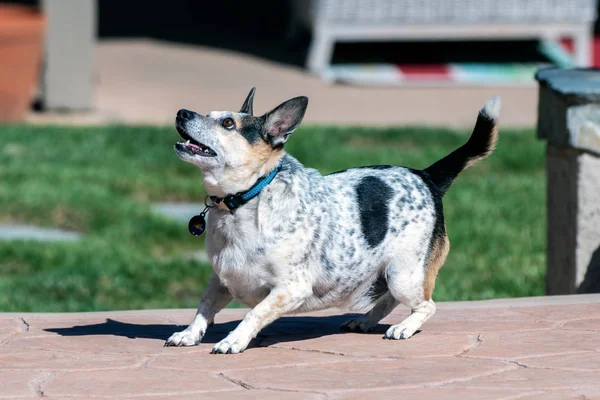 Family pet loves playing in backyard. — Stock Photo, Image