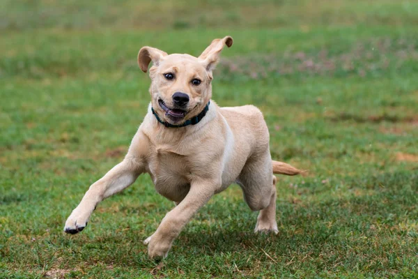 Tiempo social divertido para los caninos en el parque . —  Fotos de Stock