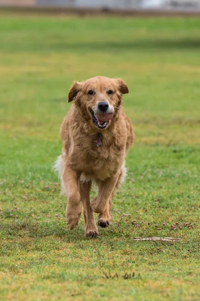 Parkta canines için eğlenceli sosyal zaman. — Stok fotoğraf