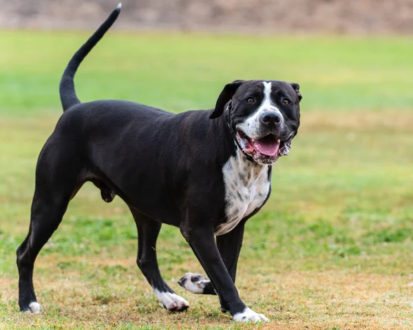 Tempo social divertido para caninos no parque . — Fotografia de Stock