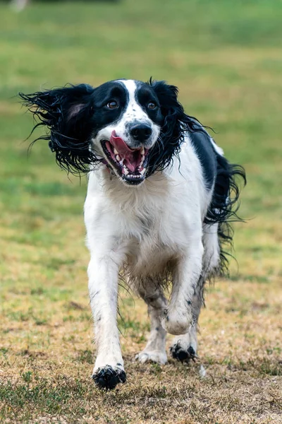 Parkta canines için eğlenceli sosyal zaman. — Stok fotoğraf