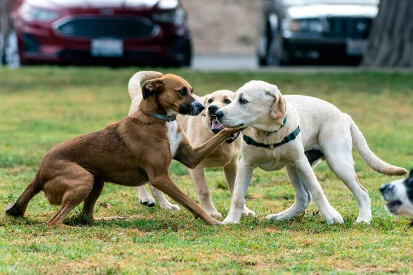 Tiempo social divertido para los caninos en el parque . —  Fotos de Stock
