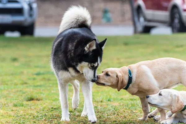 Fun social time for canines at park. — Stock Photo, Image