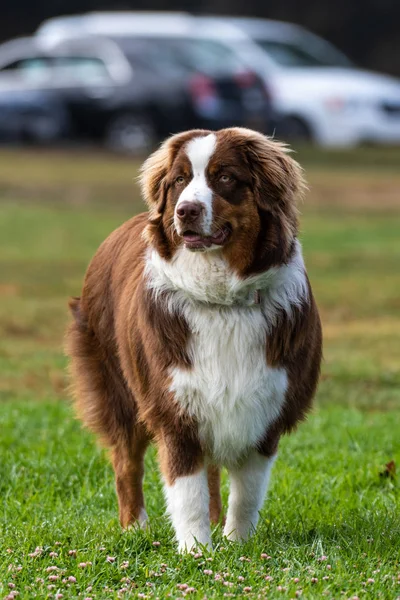 Fun social time for canines at park. — Stock Photo, Image