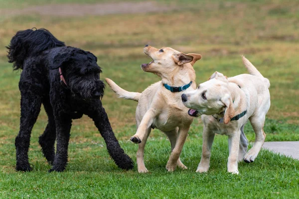 Fun social time for canines at park. Stock Picture