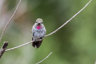Açık iz yürüyüş kuş karşılaşmaları.
