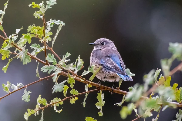 Natur vandring på spåren har många överraskningar. — Stockfoto