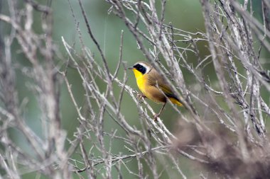 Ağaçlarda sevimli küçük tüylü arkadaşlar.