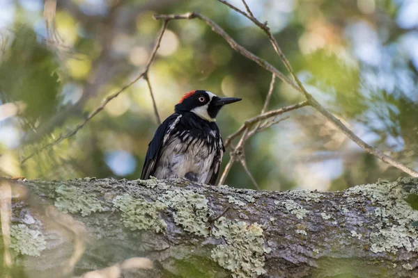 Wildlife nocie alert do otoczenia w przyrodzie. — Zdjęcie stockowe