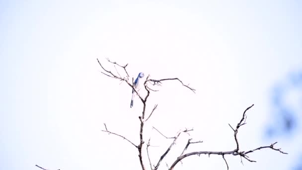 Faune restant alerte à haute altitude .