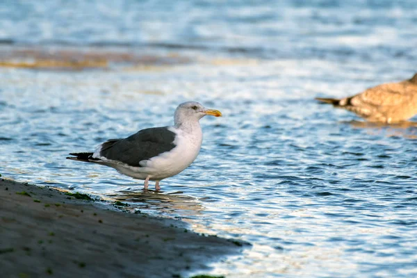 Herbstzeit beeinflusst einheimisches Vogelverhalten — Stockfoto